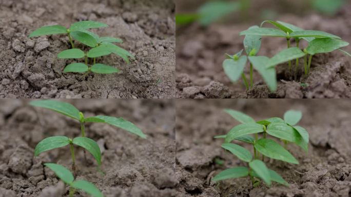 绿豆幼苗 种植 农作物