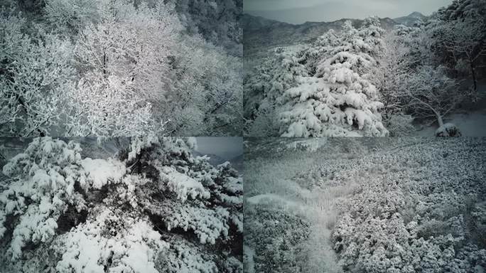 中条山大雪压青松，一派北国风光景色美如画