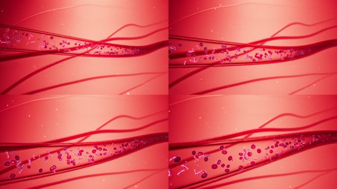 血液红细胞血管流动