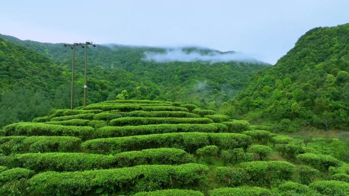 （原创）茶叶基地 野山茶