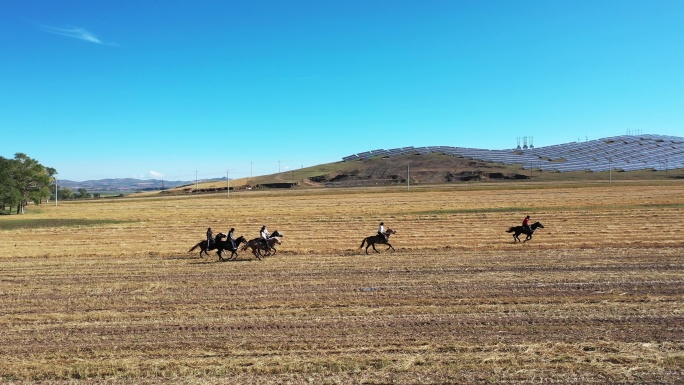 4K航拍在秋天的田地骑马  策马扬鞭