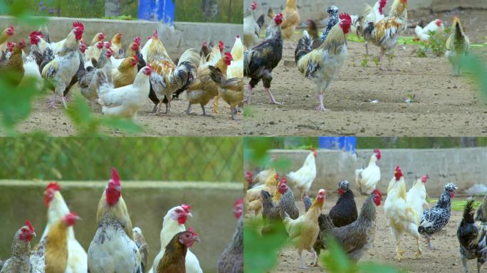 【4K】农家鸡散养鸡大公鸡
