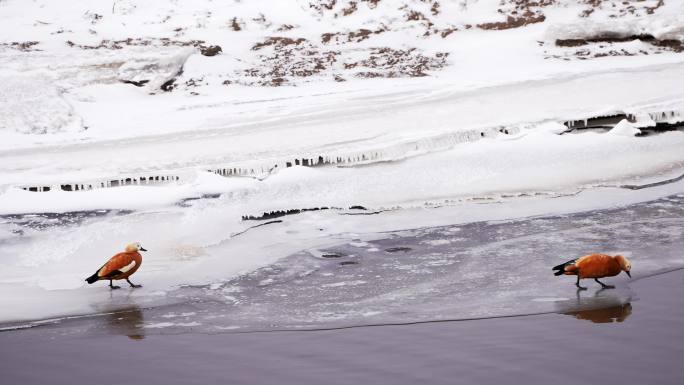 冬季雪景河流飞鸟野鸭漫步戏水