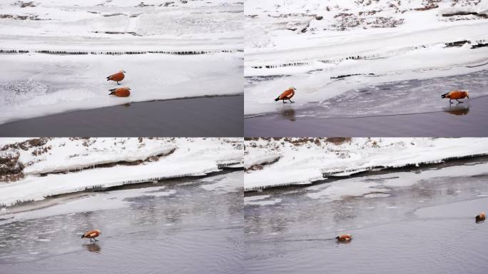 冬季雪景河流飞鸟野鸭漫步戏水