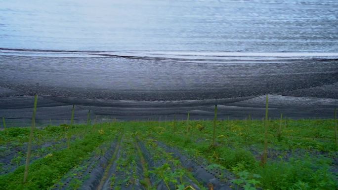 （原创）魔芋种植基地