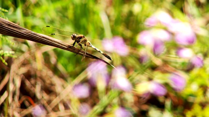 花丛背景蜻蜓