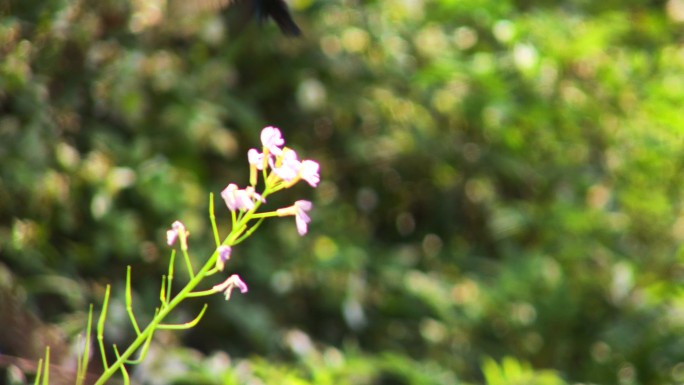 蝴蝶花丛飞舞采蜜