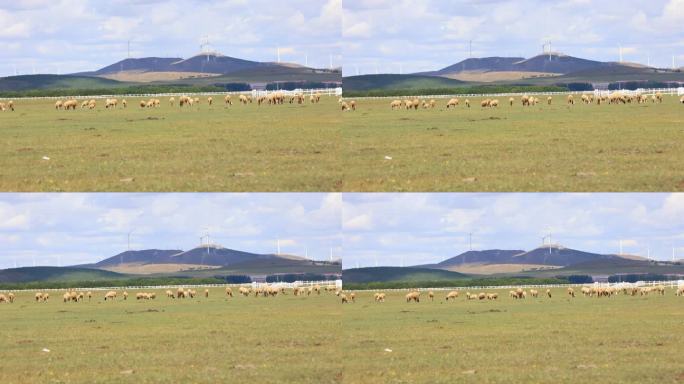 秋天的草原 羊吃草 放牧