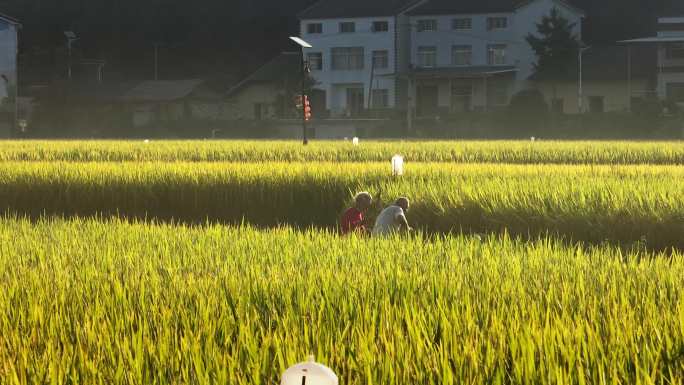 夷陵区南垭稻田带人航拍