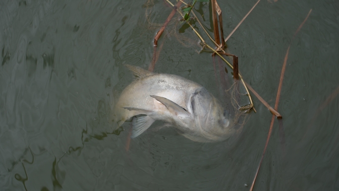 死鱼水质污染河流污染