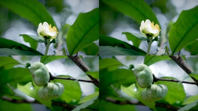 大叶茶树 茶花 茶果