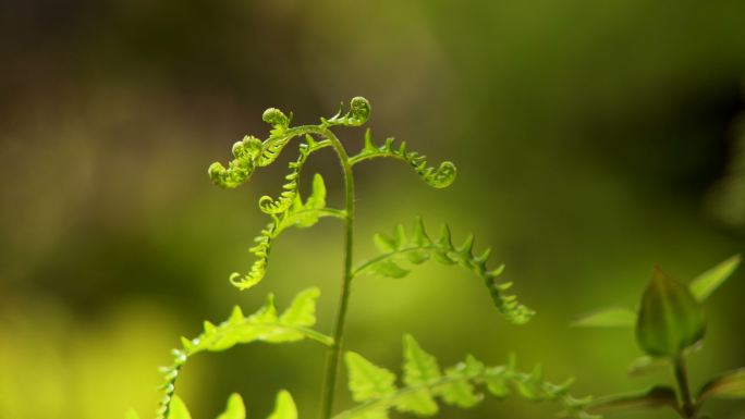 蕨类植物卷曲的树叶和蜘蛛