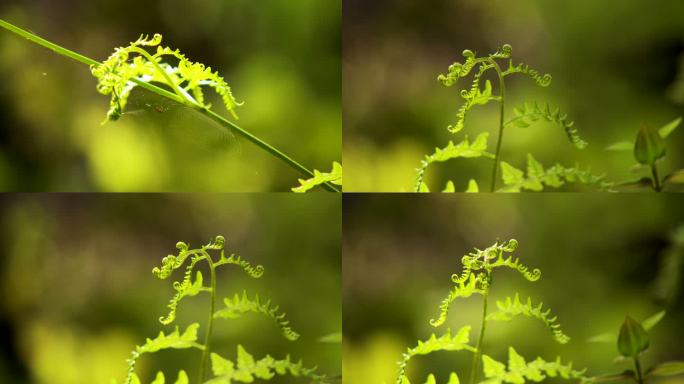 蕨类植物卷曲的树叶和蜘蛛