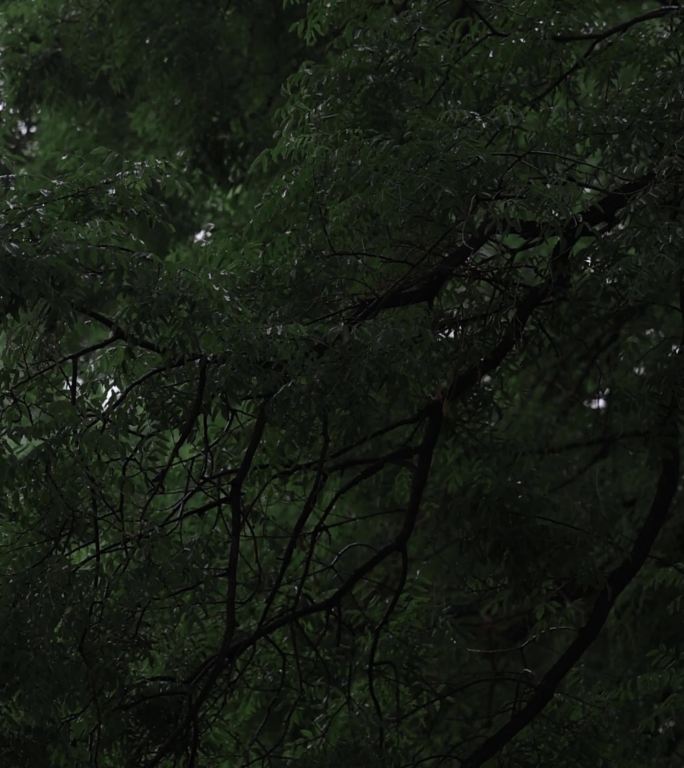 氛围感大自然植物大树木下雨空镜素材