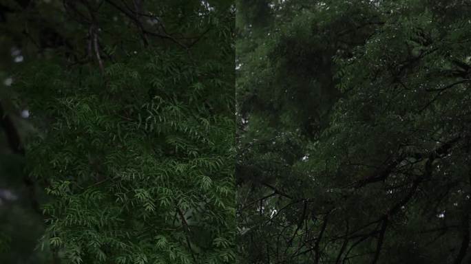 氛围感大自然植物大树木下雨空镜素材