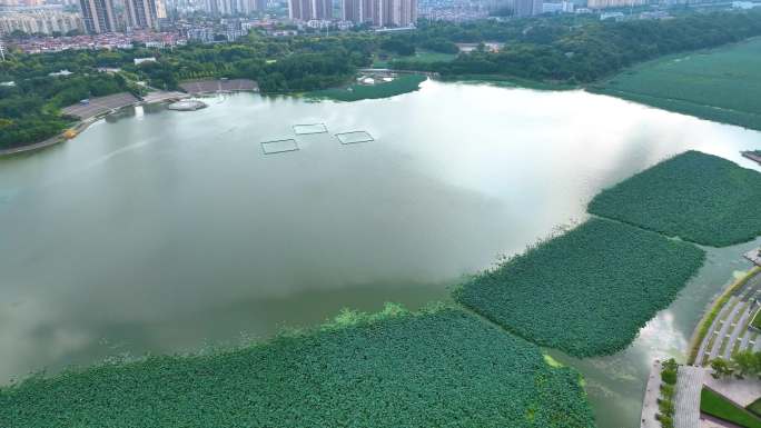 湖北武汉月湖风景区汉江桥航拍车流交通龟山