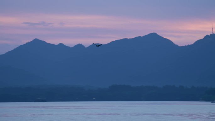 夕阳飞鸟