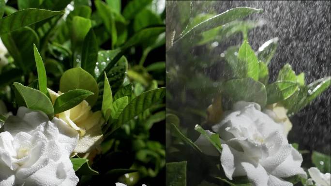 雨中栀子花 下雨花  雨后花