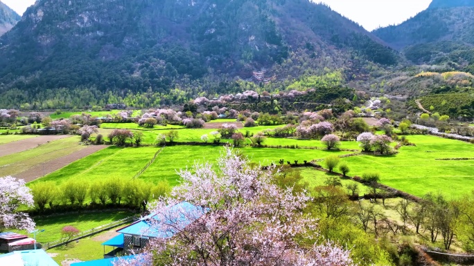 西藏林芝桃花游记-大峡谷索松村桃花