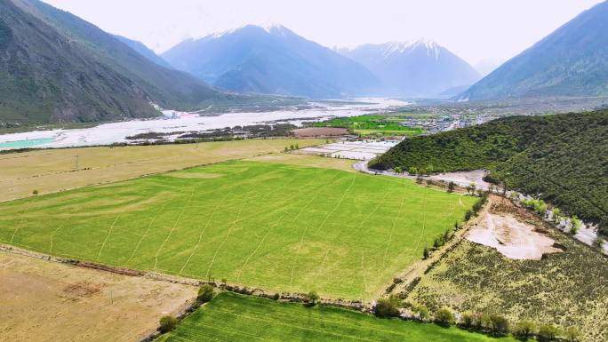 西藏大峡谷索松村桃花