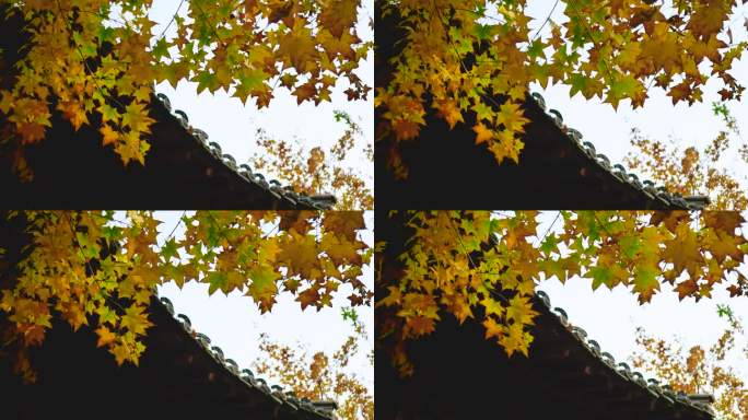 秋天变黄的树叶