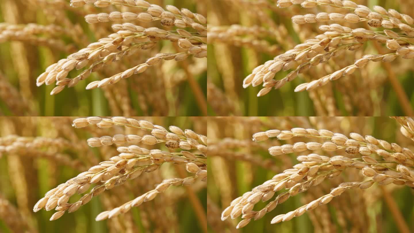 金黄色的水稻稻穗大丰收