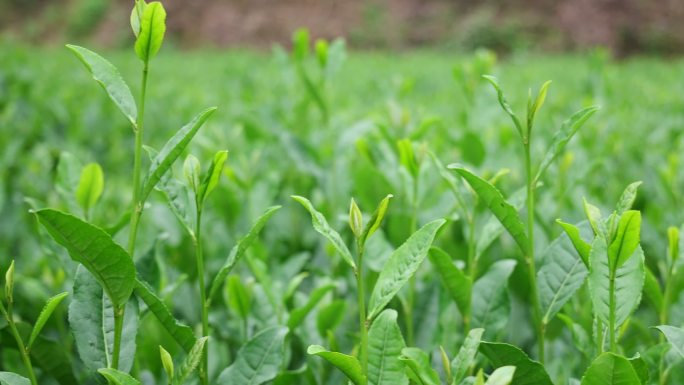 茶树茶经茶道茶芽