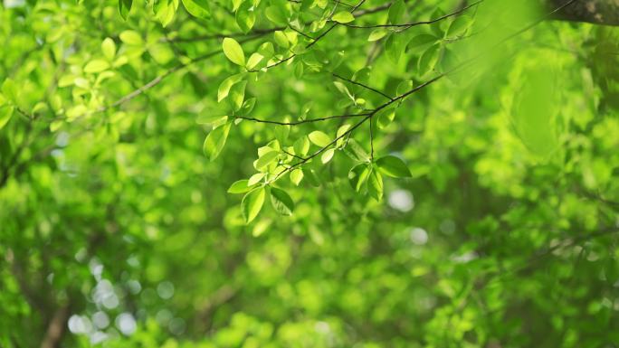 4K唯美植物树叶树枝树干空镜头