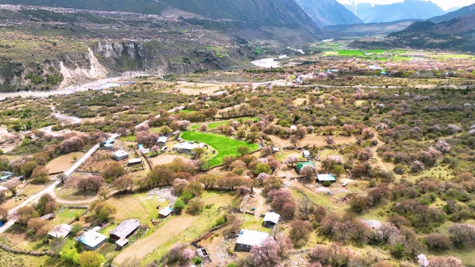 西藏林芝桃花游记-大峡谷索松村桃花