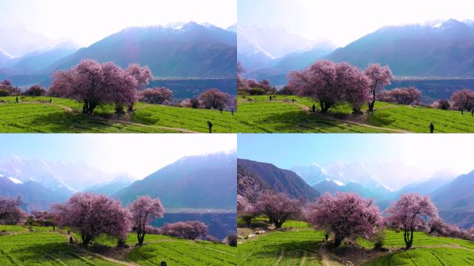 西藏林芝桃花游记-大峡谷索松村桃花