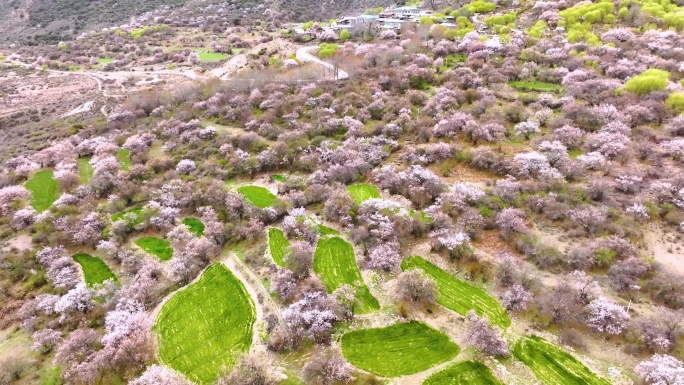 西藏林芝桃花游记-大峡谷索松村桃花