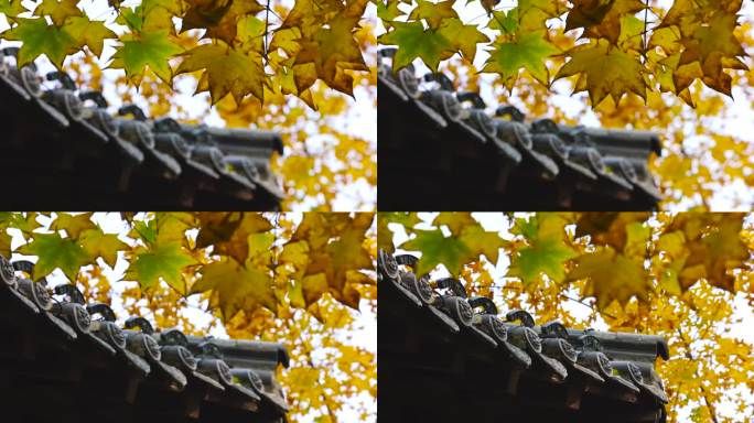 秋天变黄的树叶