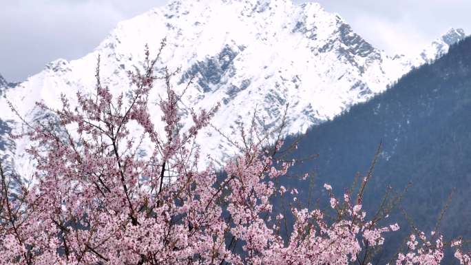 西藏林芝索松村桃花