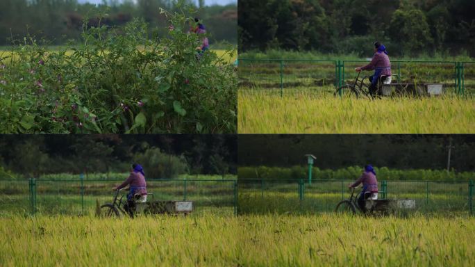 在稻田间骑三轮车的老妇人