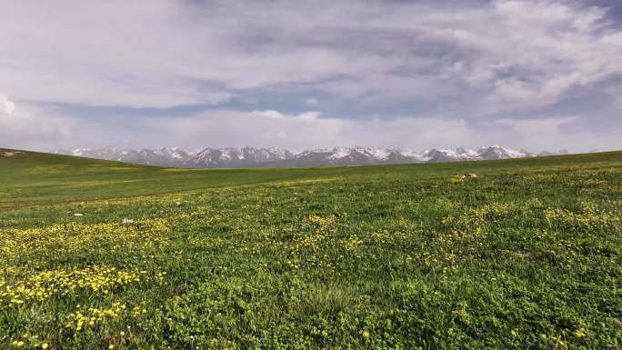 喀拉峻山花