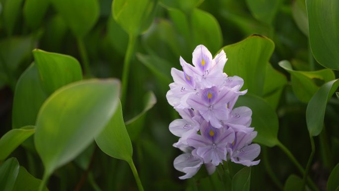 江南水塘成片水葫芦开花实拍原素材中药材