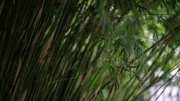 公园花园竹园别墅庭院竹林观赏竹凤尾竹实拍