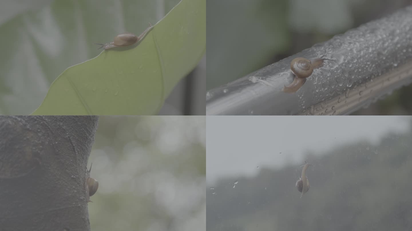 【4k】下雨天蜗牛