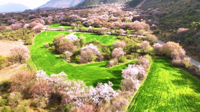 西藏大峡谷索松村桃花