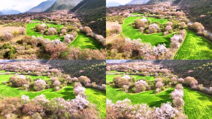 西藏大峡谷索松村桃花