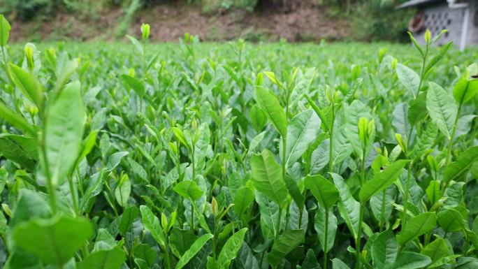 茶树茶经茶道茶芽