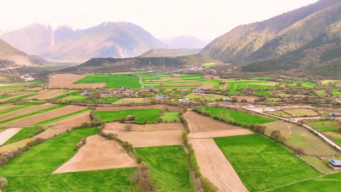 西藏大峡谷索松村桃花