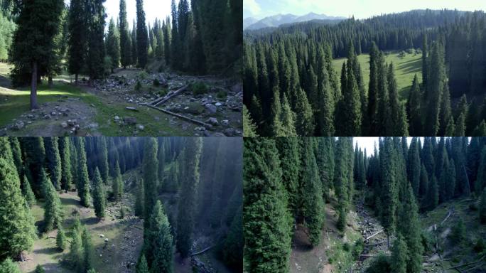 新疆森林