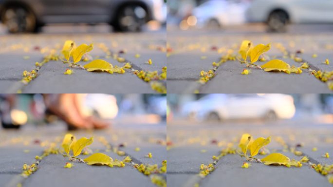 初秋城市人行道上的落叶空镜