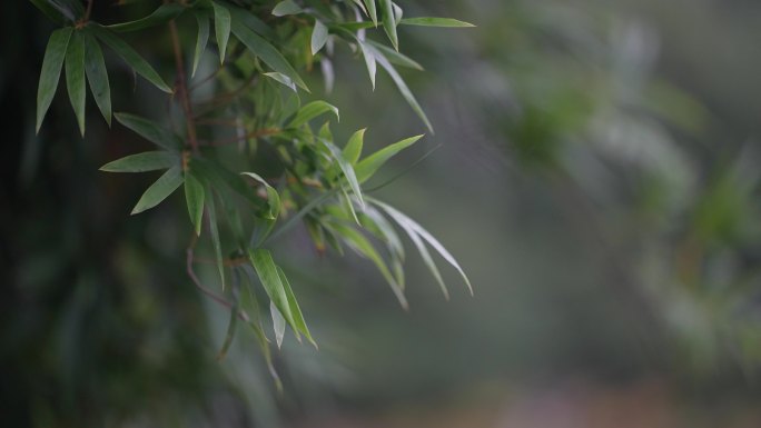 竹林毛竹凤尾竹竹叶特写唯美安静实拍原素材