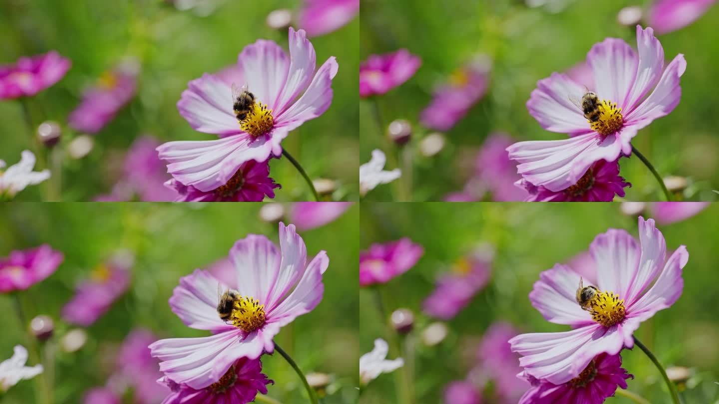 阳光下花丛中花朵上的蜜蜂