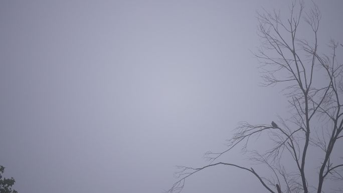 秋天冬天雨雾枯树小鸟安静治愈伤感离愁荒凉