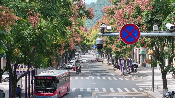 航拍道路两旁的栾树栾花