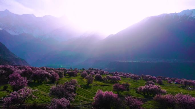 西藏林芝桃花游记-大峡谷索松村桃花