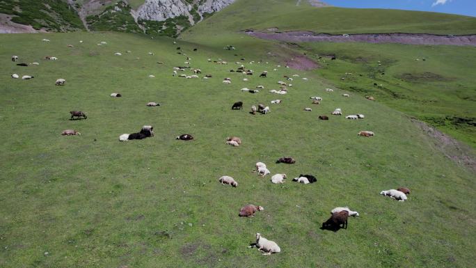 新疆草原牛羊成群